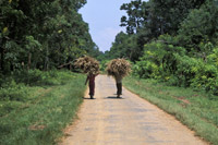 Women Collecting Wood near Inle Lake, Myanmar