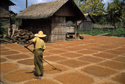 Soy Boy in Kaungdaing, Myanmar
